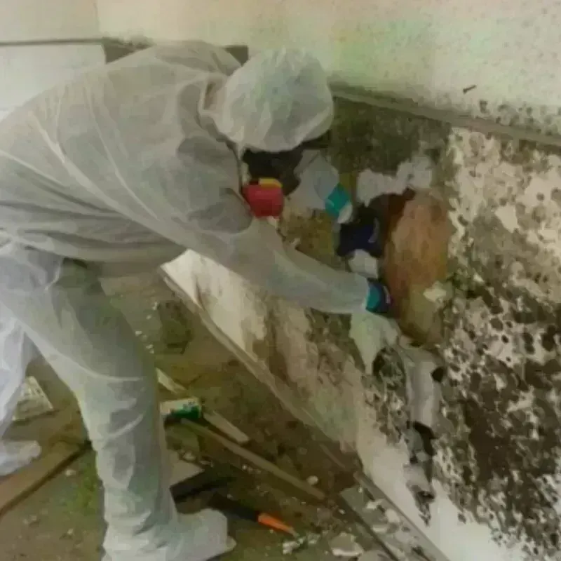 Mold Remediation and Removal in Oxnard, CA